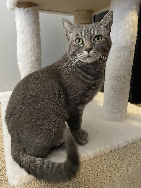 Enlarge Ash, a ADOPTABLE Domestic Short Hair in Denver, CO image 2/4