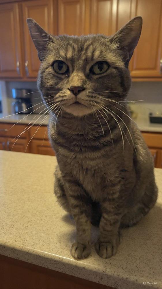 Enlarge Ash, a ADOPTABLE Domestic Short Hair in Denver, CO image 4/4