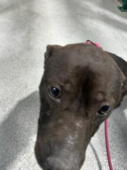 Jayjayfish15103, a ADOPTABLE mixed breed in Rocky Mount, NC image 3/4