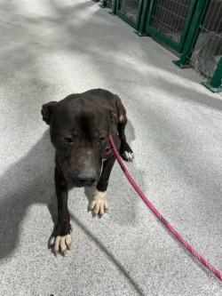 Jayjayfish15103, ADOPTABLE, Young Male Pit Bull Terrier.