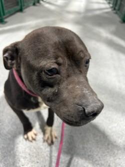 Jayjayfish15103, a ADOPTABLE mixed breed in Rocky Mount, NC image 2/4