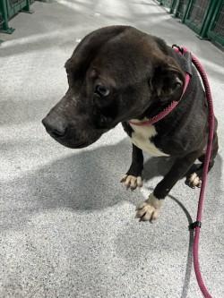 Jayjayfish15103, a ADOPTABLE mixed breed in Rocky Mount, NC image 4/4