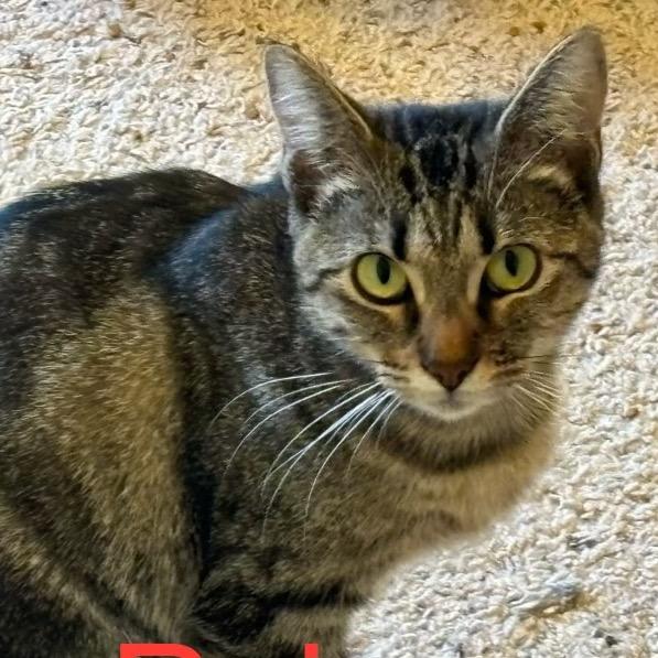 Rui, Adoptable, Adult Female Domestic Short Hair.