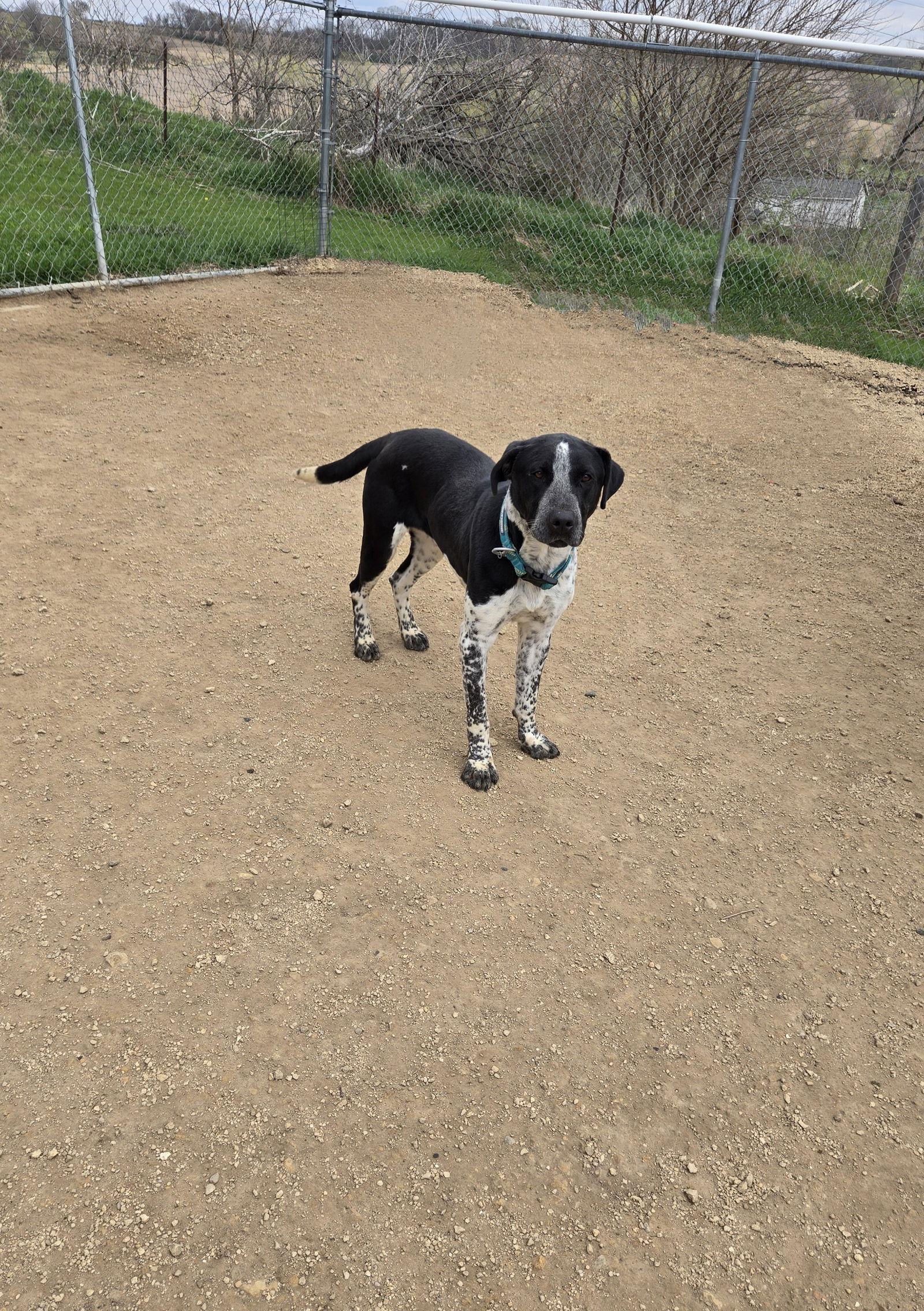 Ruben, a Adoptable Pointer in Maquoketa, IA image 1/2