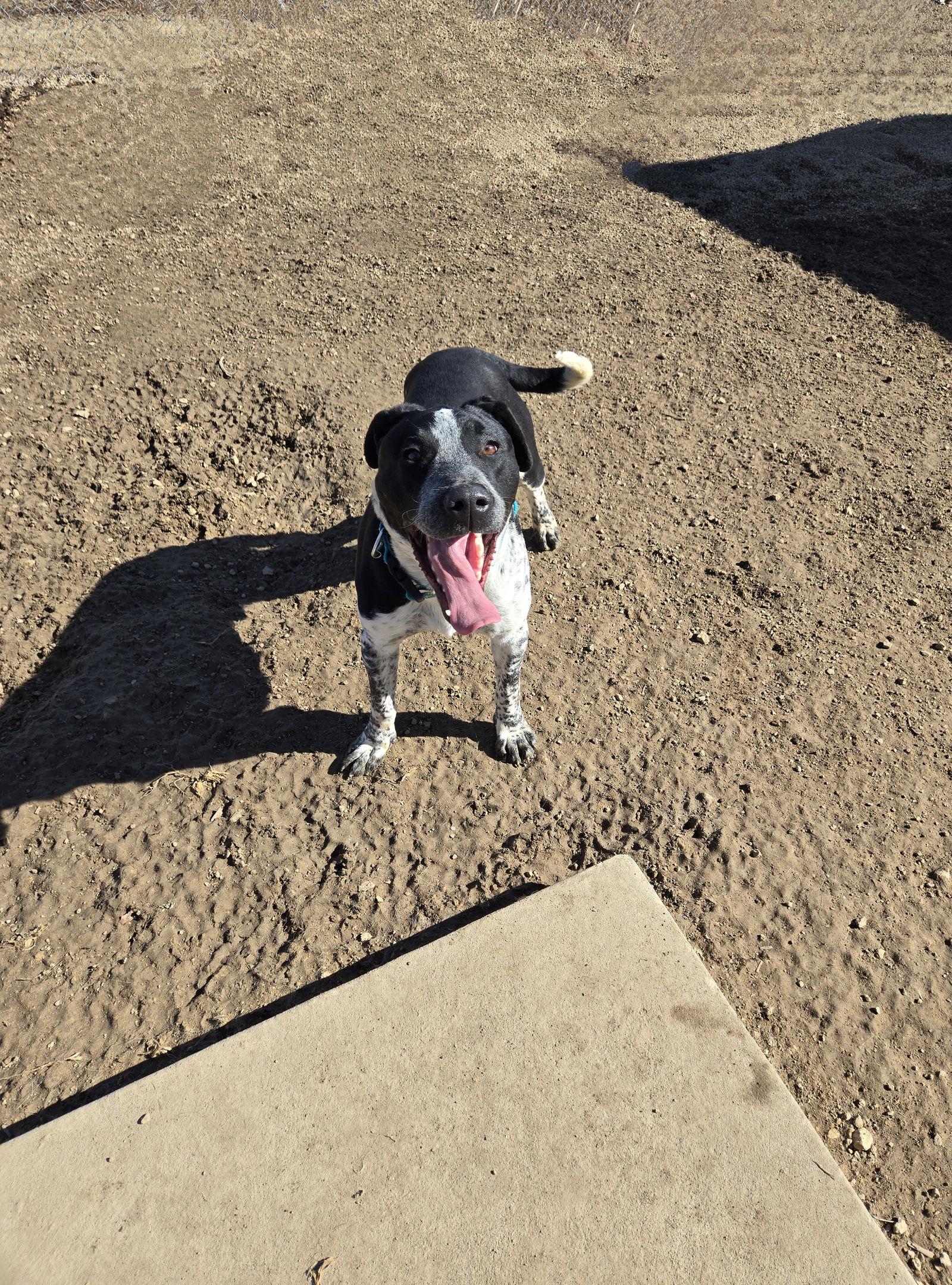 Ruben, a Adoptable Pointer in Maquoketa, IA image 2/2