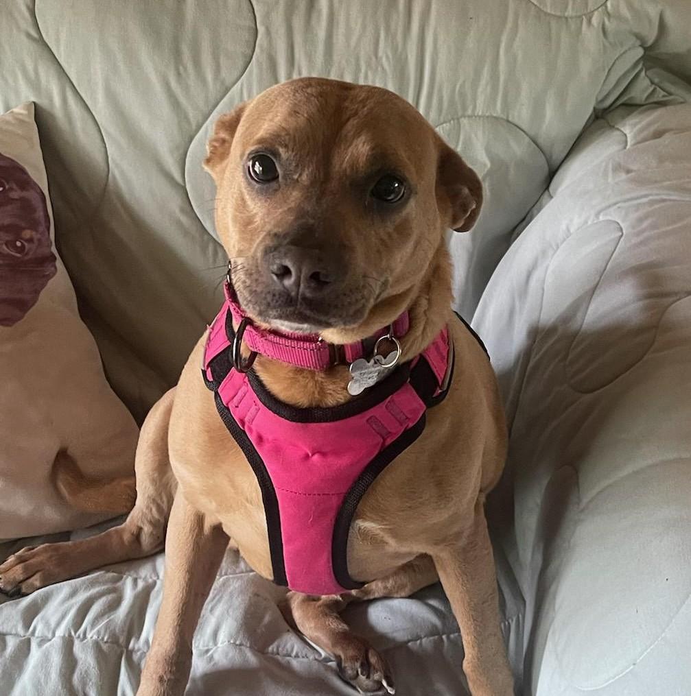 Gypsy, Adult Female Terrier