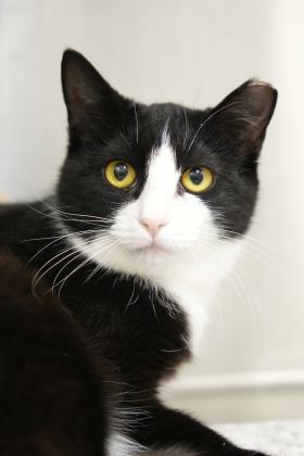 Enlarge Demure 44580, a Adoptable mixed breed in Aiken, SC image 1/2