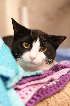 Enlarge Demure 44580, a Adoptable mixed breed in Aiken, SC image 2/2