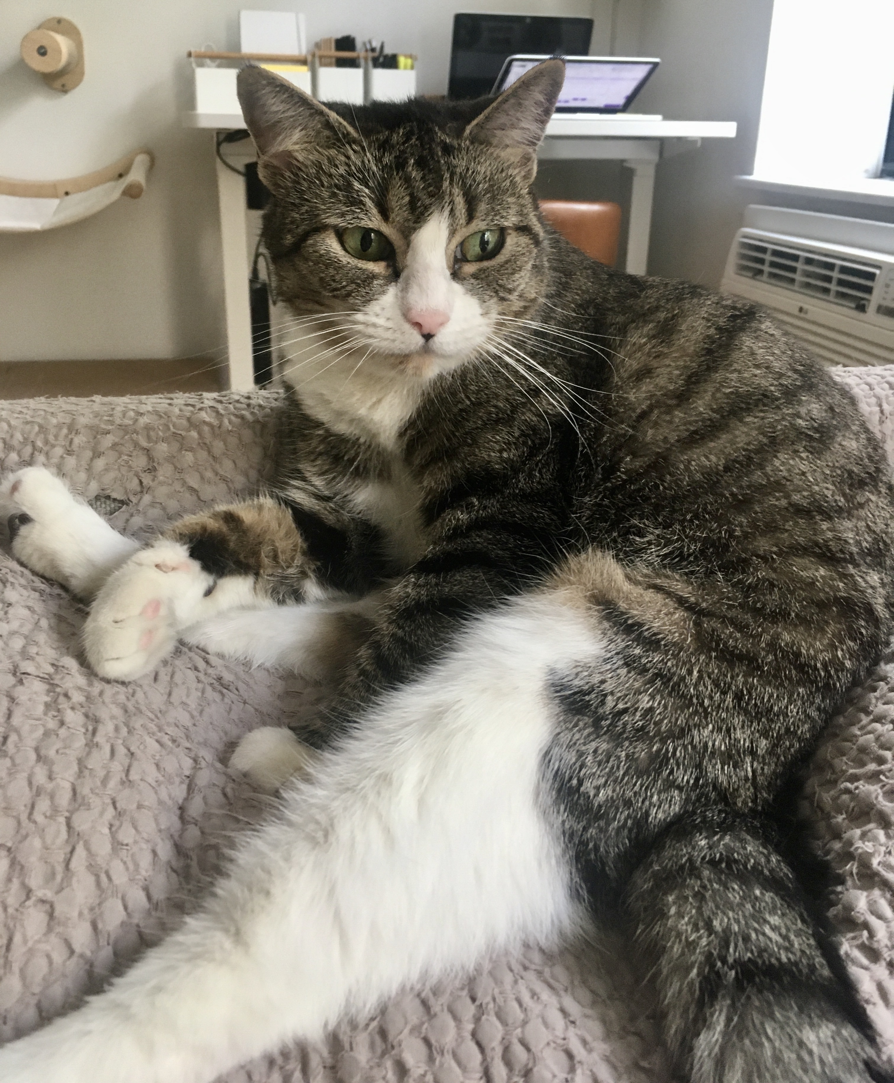 Luna, a Adopted Tabby in Brooklyn, NY image 1/11