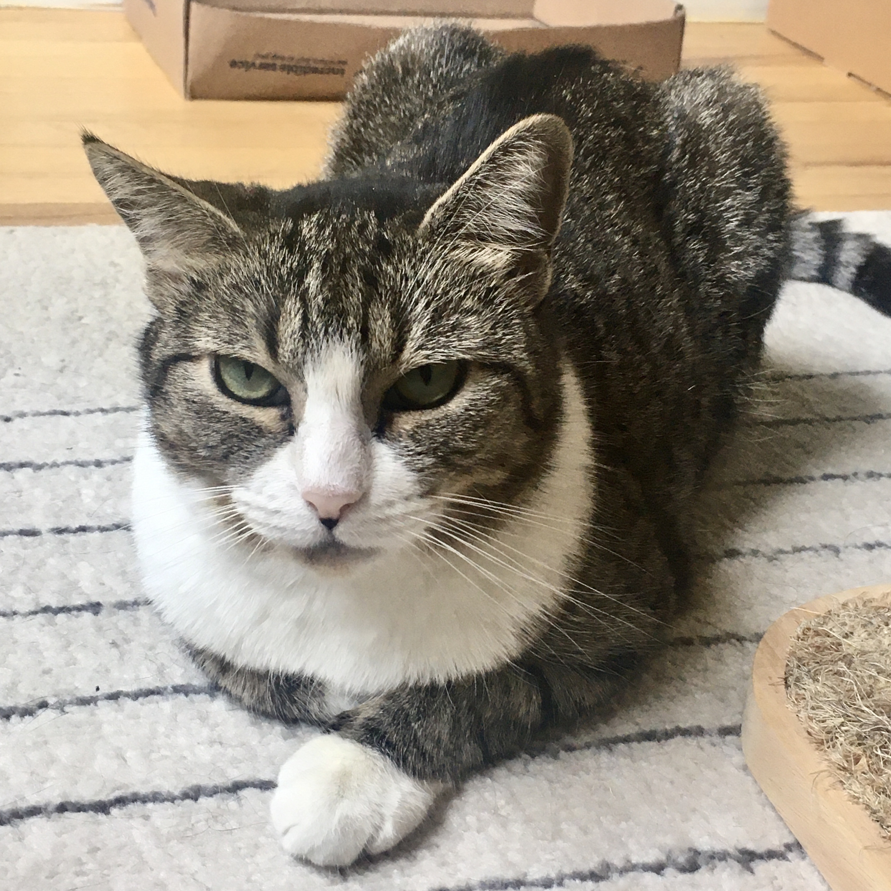 Luna, a Adopted Tabby in Brooklyn, NY image 2/11