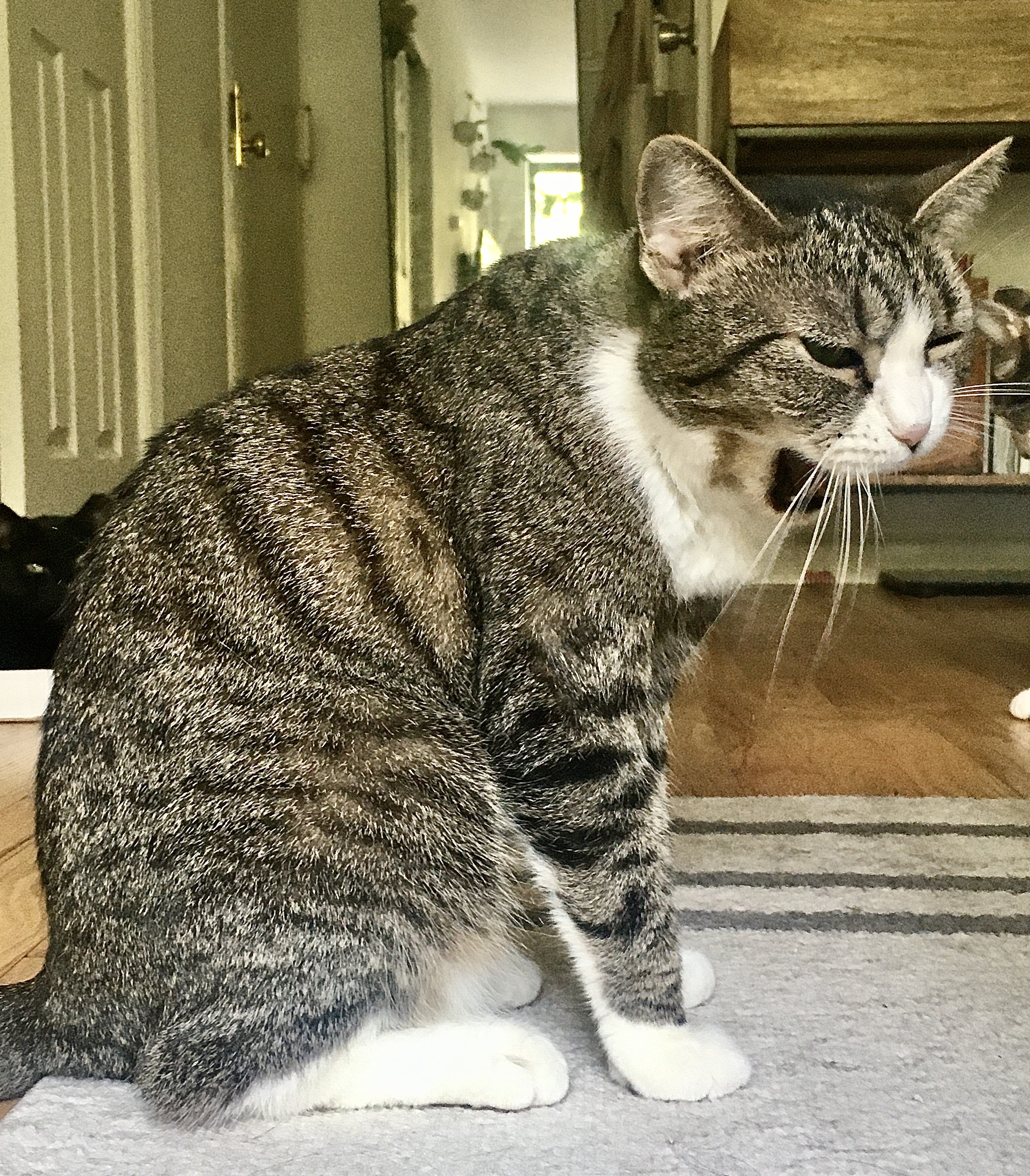 Luna, a Adopted Tabby in Brooklyn, NY image 3/11