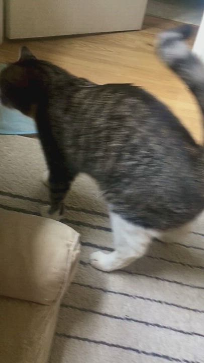 Enlarge Luna, a Adopted Tabby in Brooklyn, NY video 9/11