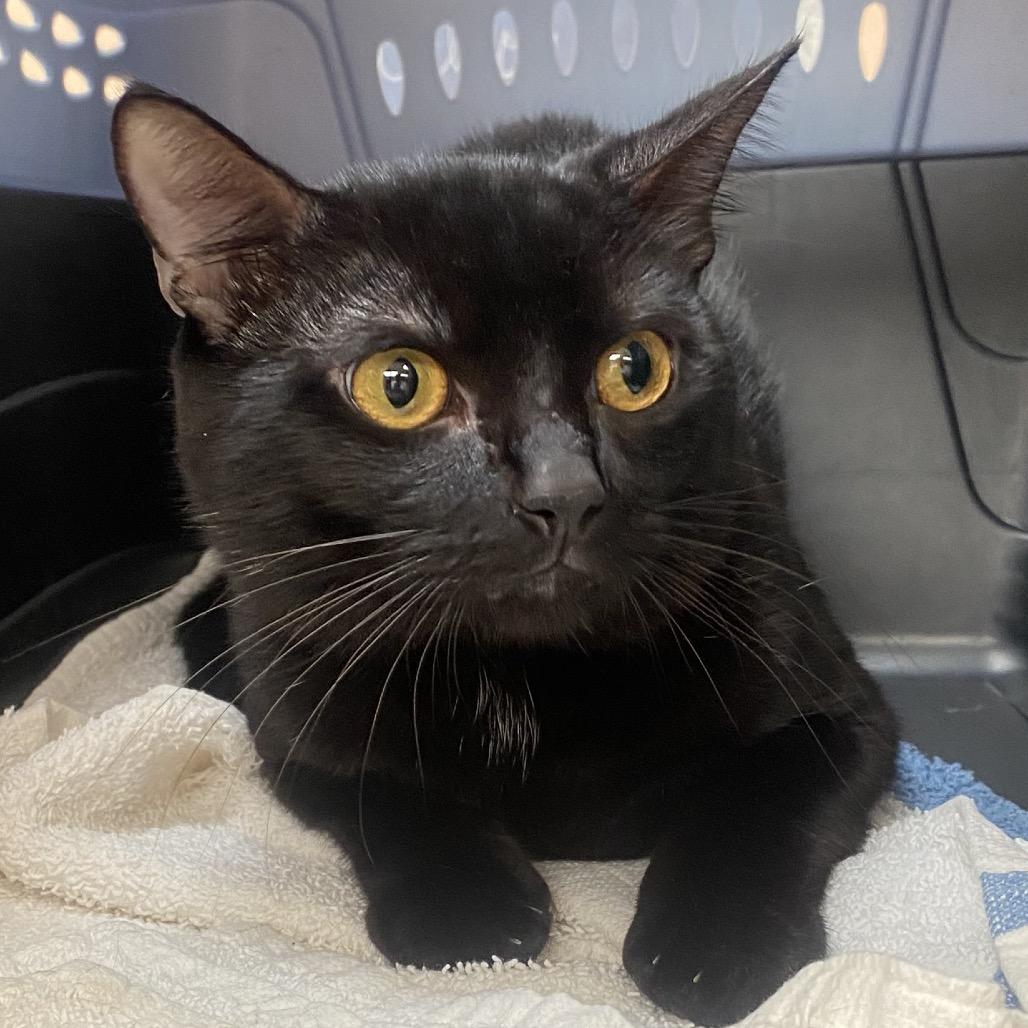 Enlarge Jafar, a Adoptable Domestic Short Hair in Columbus, GA image 1/1