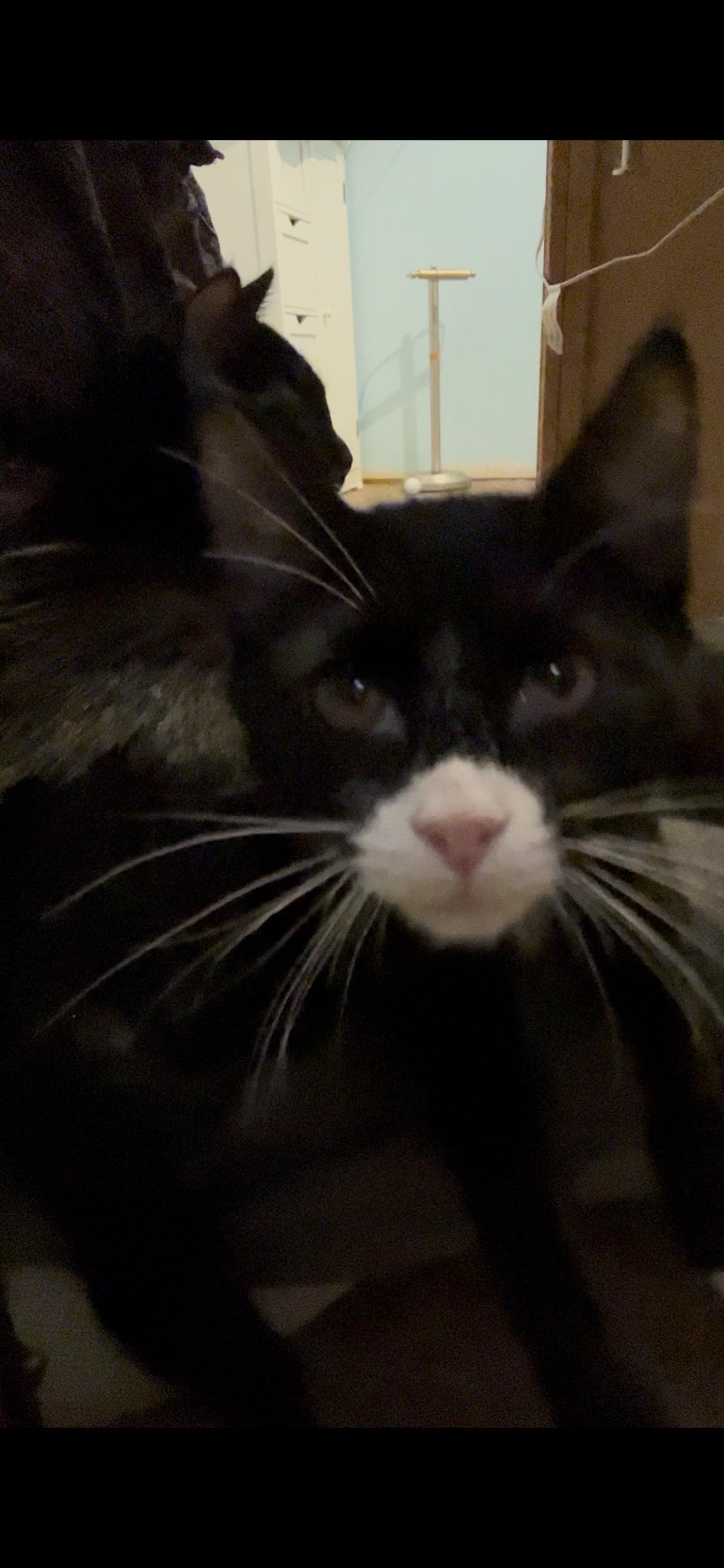 Miss buttons, adopted, Young Female Tuxedo.