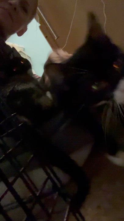 Enlarge Miss buttons, an adopted Tuxedo in Newark valley, NY video 4/4