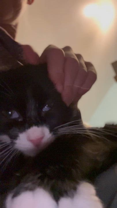 Enlarge Miss buttons, an adopted Tuxedo in Newark valley, NY video 2/4