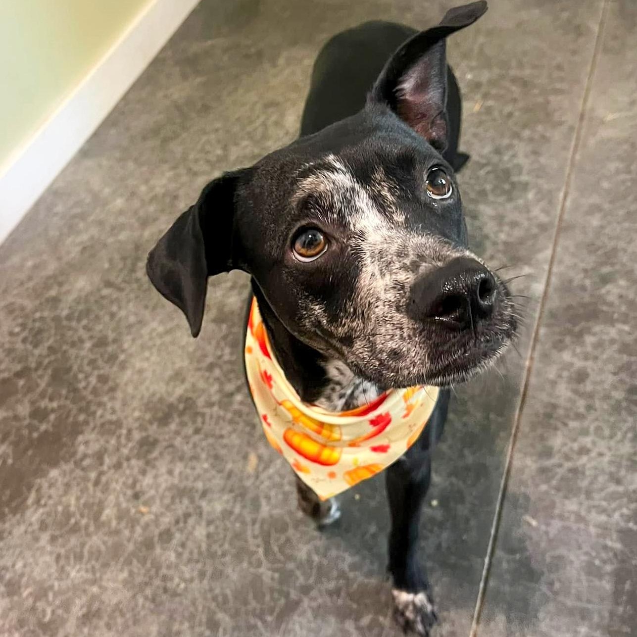 Nugget, Adoptable, Young Female Australian Cattle Dog / Blue Heeler.