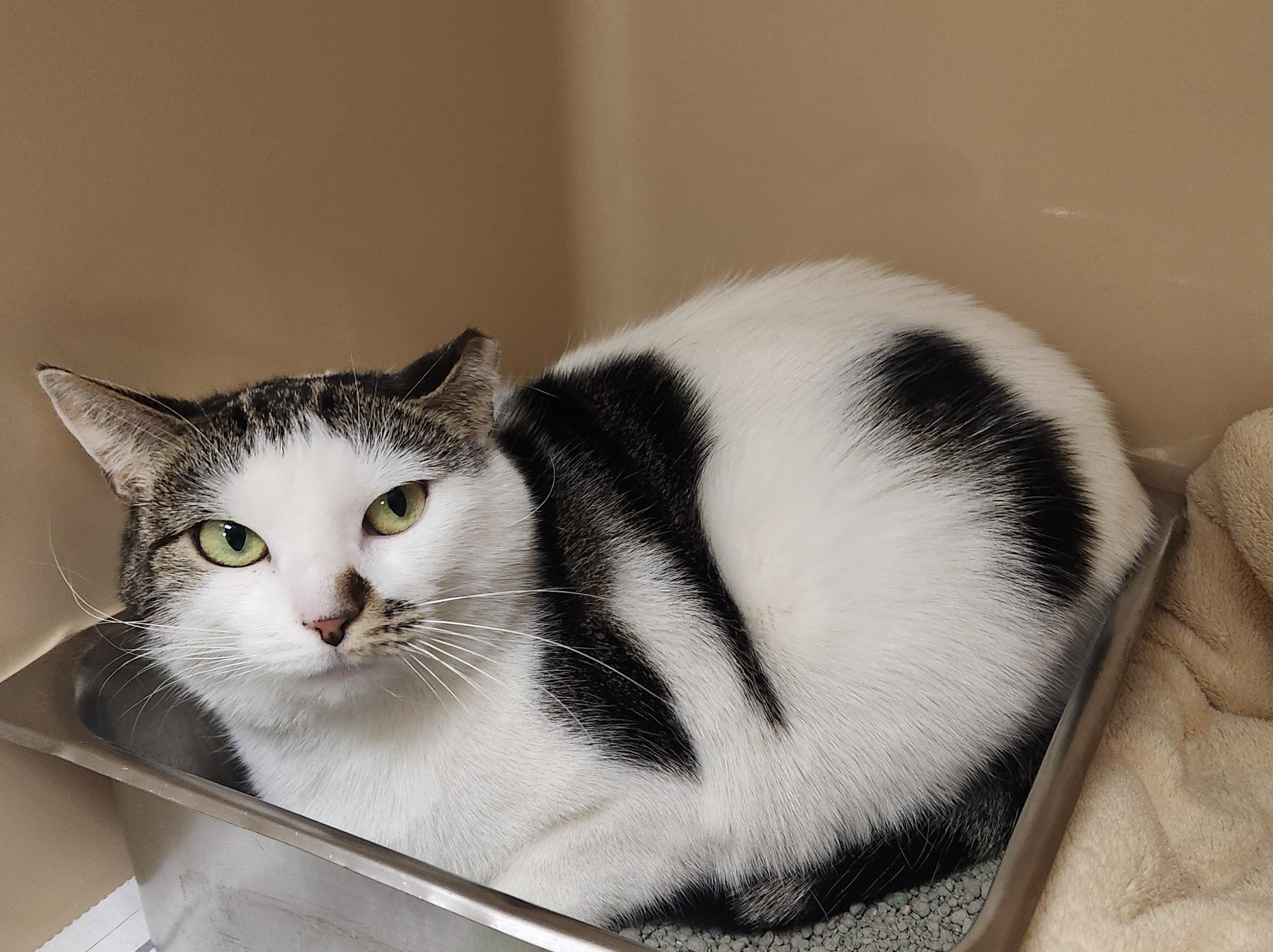 Nae, ADOPTABLE, Young Female Domestic Short Hair.