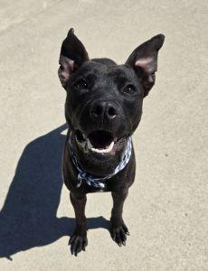 Enlarge Finn, a ADOPTABLE Pit Bull Terrier in Bucyrus, OH image 3/5