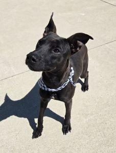 Finn, ADOPTABLE, Adult Male Pit Bull Terrier.