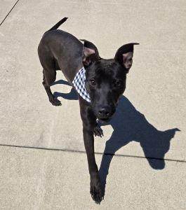 Enlarge Finn, a ADOPTABLE Pit Bull Terrier in Bucyrus, OH image 4/5