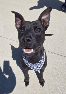 Enlarge Finn, a ADOPTABLE Pit Bull Terrier in Bucyrus, OH image 2/5