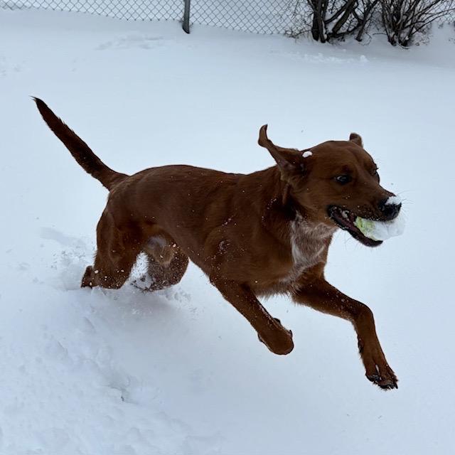 Enlarge Max, an adoptable mixed breed in Mississauga, ON image 6/6
