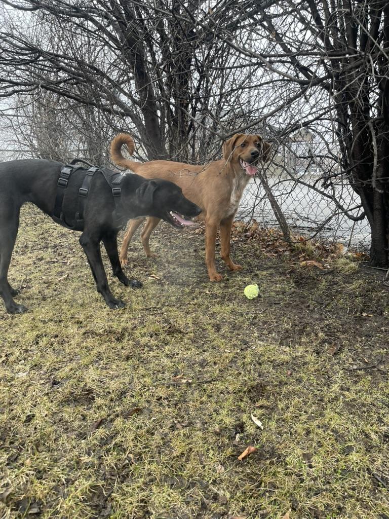 Max, adoptable, Adult Male Hound & Retriever.