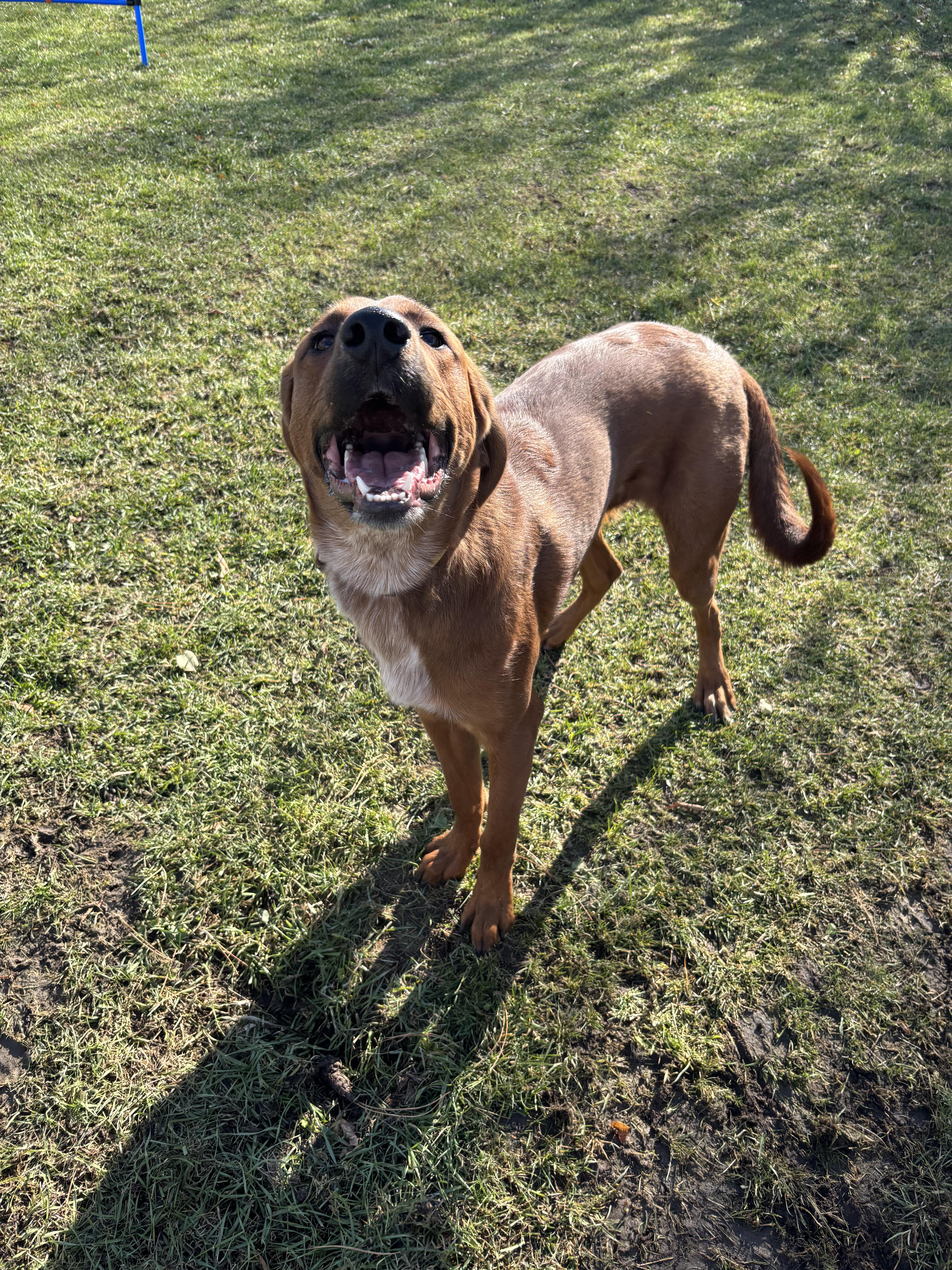 Enlarge Max, an adoptable mixed breed in Mississauga, ON image 3/4