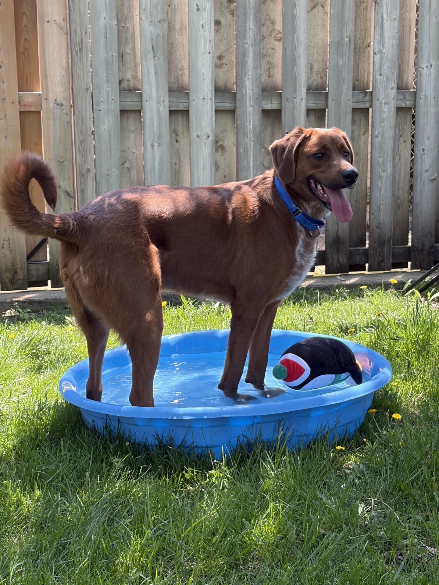 Enlarge Max- Reduced Adoption Fee, an adoptable mixed breed in Mississauga, ON image 3/6