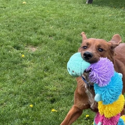 Enlarge Max, an adoptable mixed breed in Mississauga, ON image 4/6