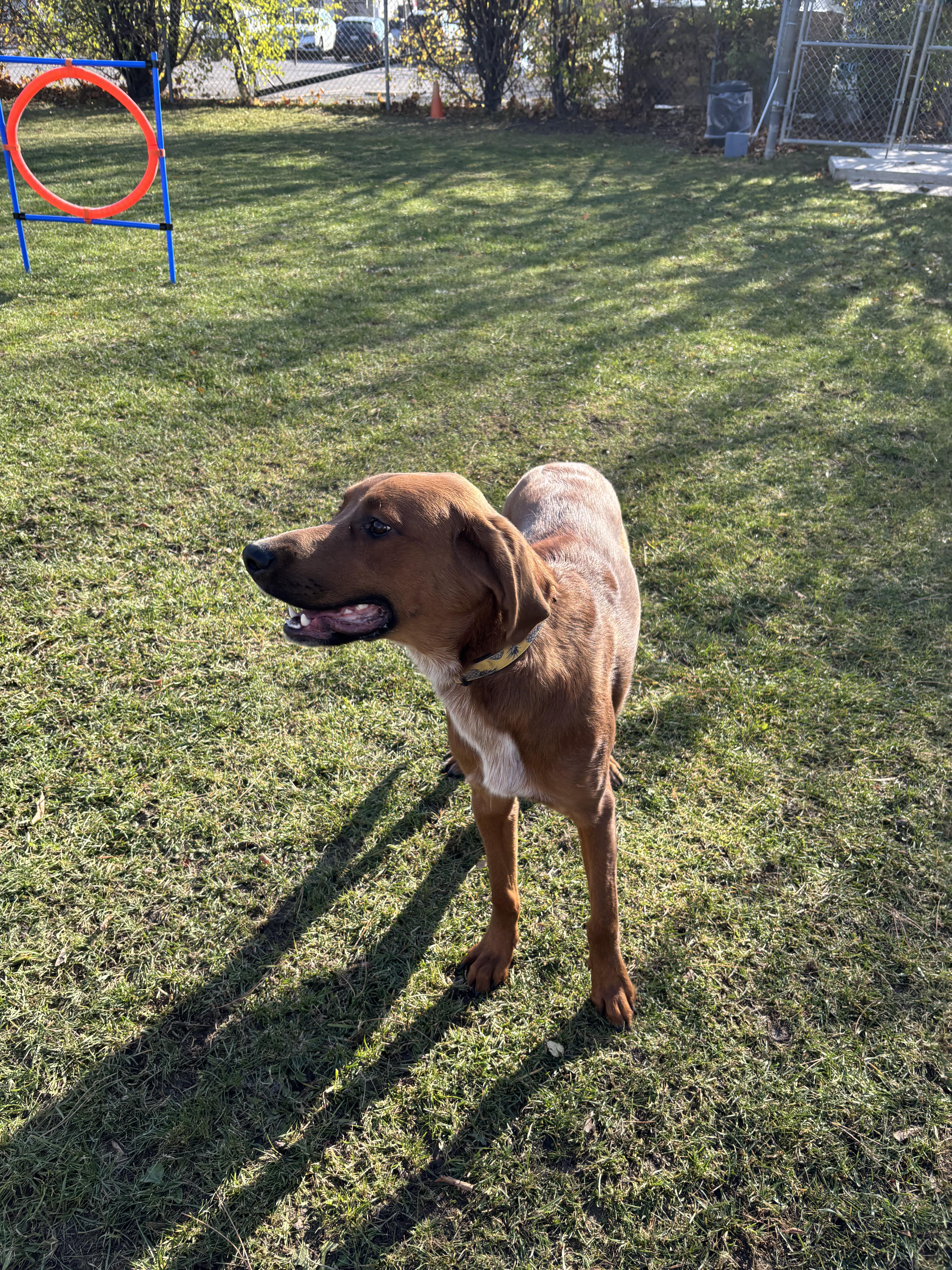 Enlarge Max, an adoptable mixed breed in Mississauga, ON image 4/4