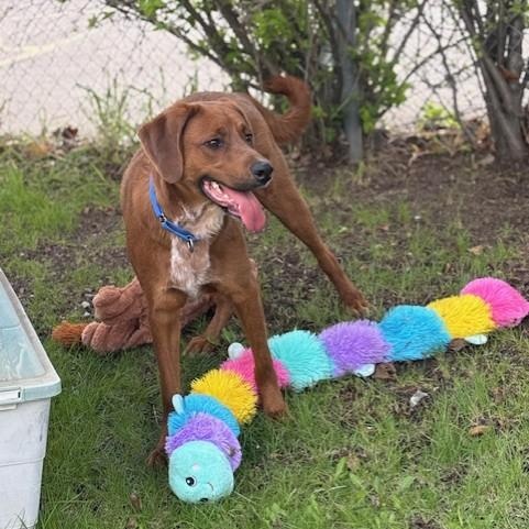 Enlarge Max, an adoptable mixed breed in Mississauga, ON image 2/6