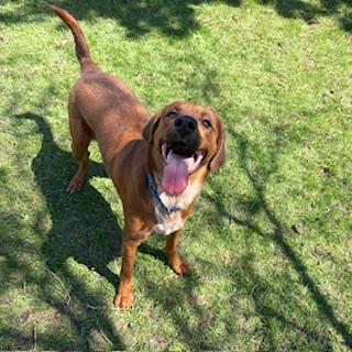 Enlarge Max, an adoptable mixed breed in Mississauga, ON image 3/6