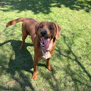 Max, adoptable, Adult Male Hound & Retriever.