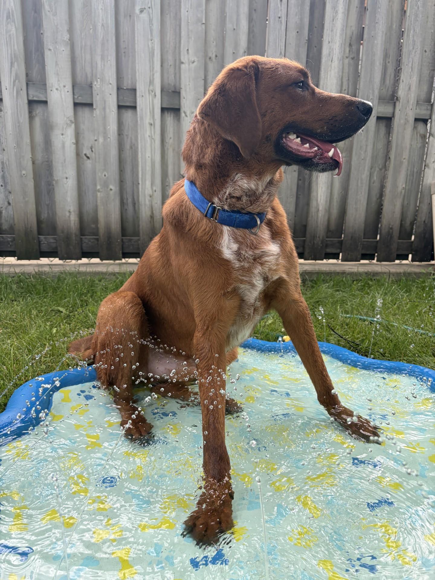 Enlarge Max- Reduced Adoption Fee, an adoptable mixed breed in Mississauga, ON image 3/6