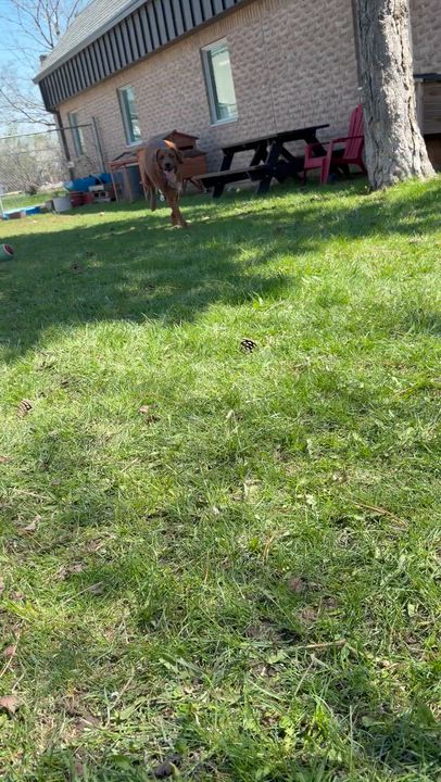 Enlarge Max, an adoptable mixed breed in Mississauga, ON video 5/6