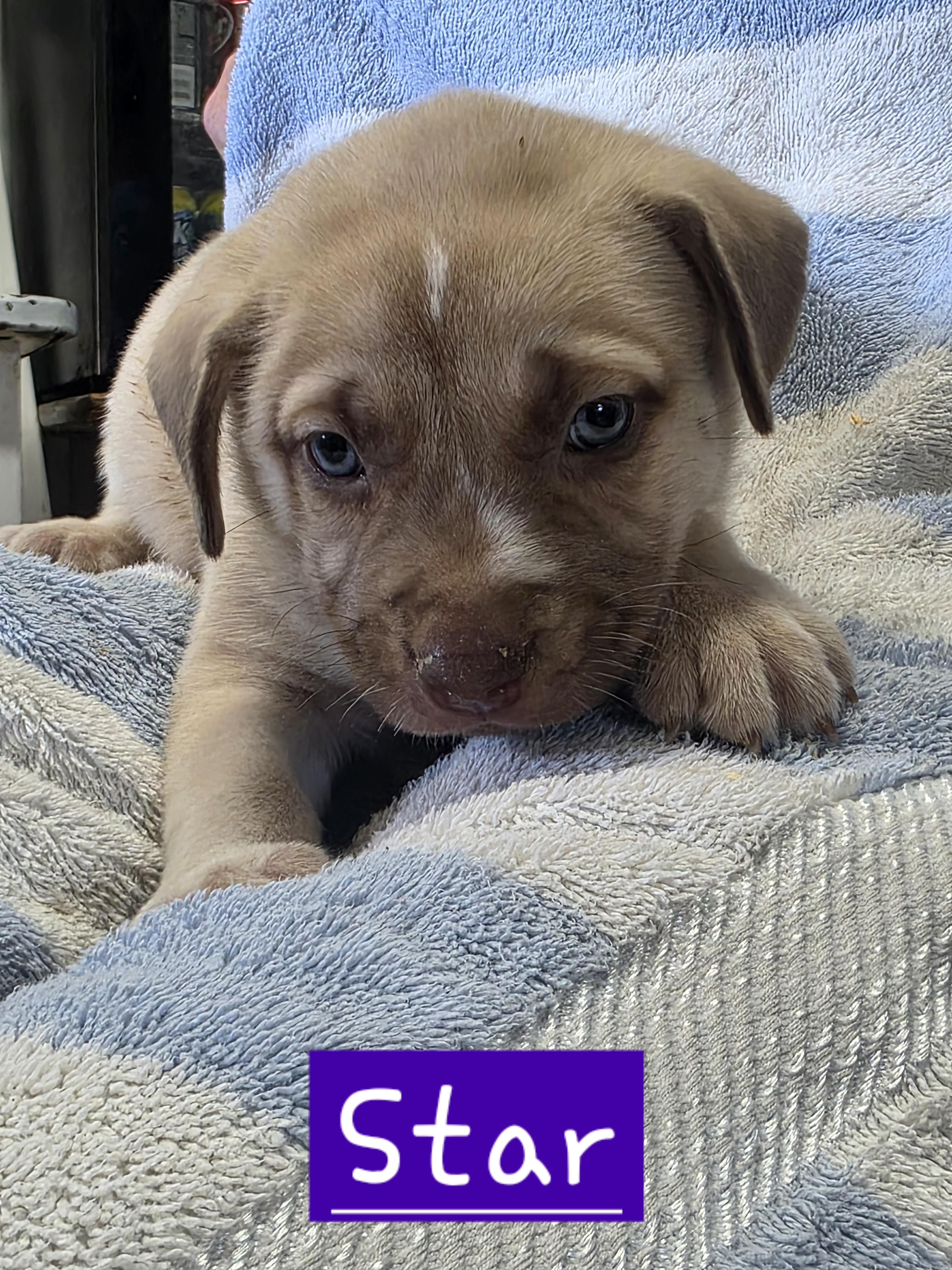 Star, adopted, Puppy Female Dutch Shepherd.