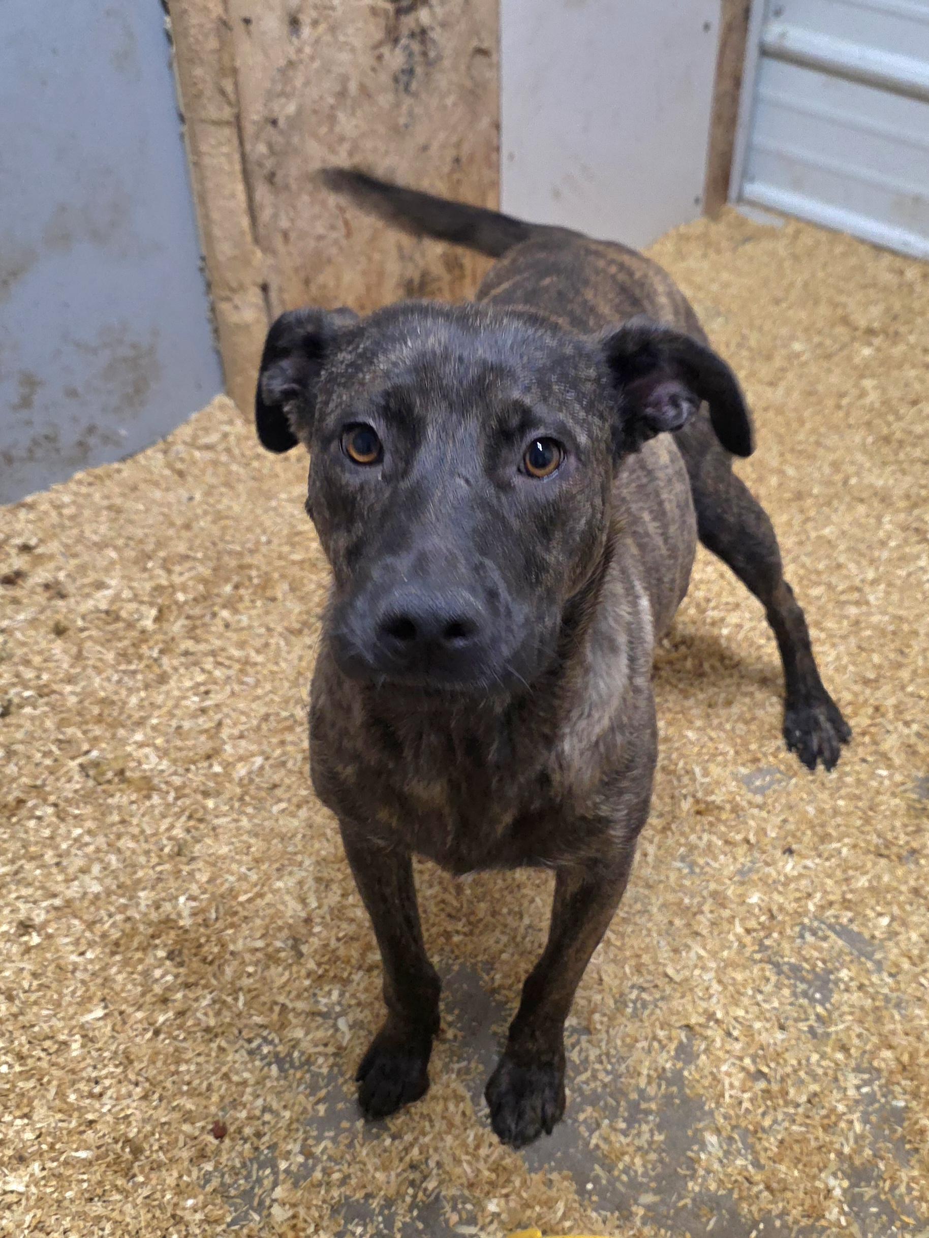 Star, an adopted mixed breed in Walthill, NE image 2/2