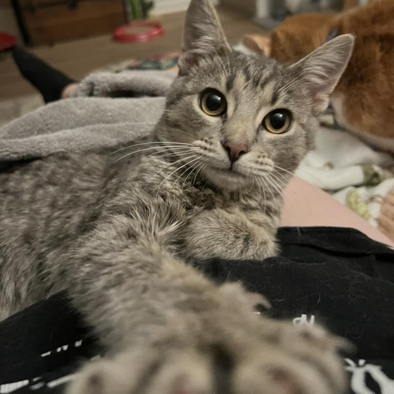 Chevy, Adoptable, Young Male Domestic Short Hair.