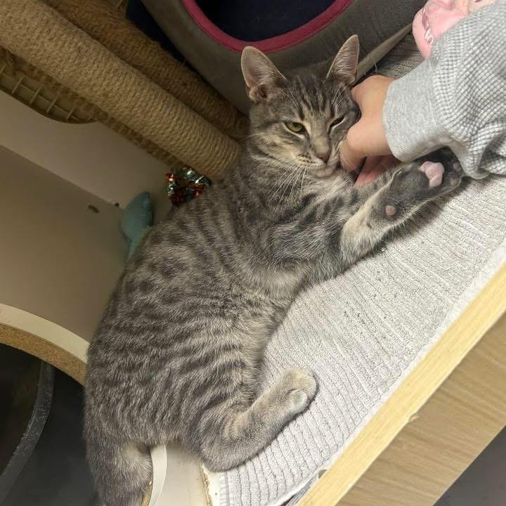 Chevy, a Adoptable Domestic Short Hair in PITTSBURGH, PA image 2/6