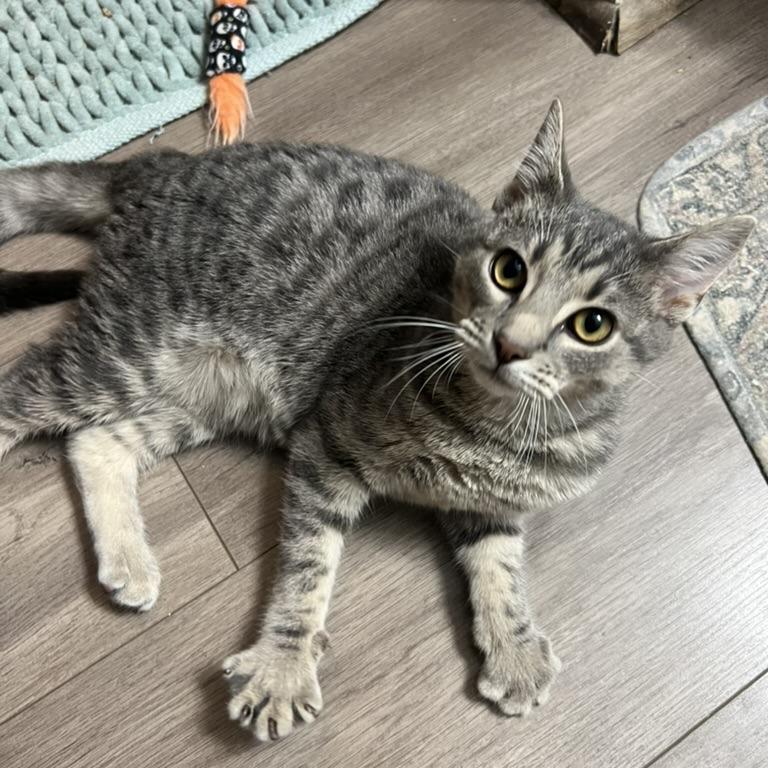 Enlarge Chevy, a Adoptable Domestic Short Hair in PITTSBURGH, PA image 5/6