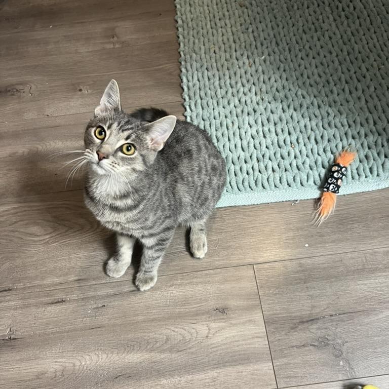 Enlarge Chevy, a Adoptable Domestic Short Hair in PITTSBURGH, PA image 6/6