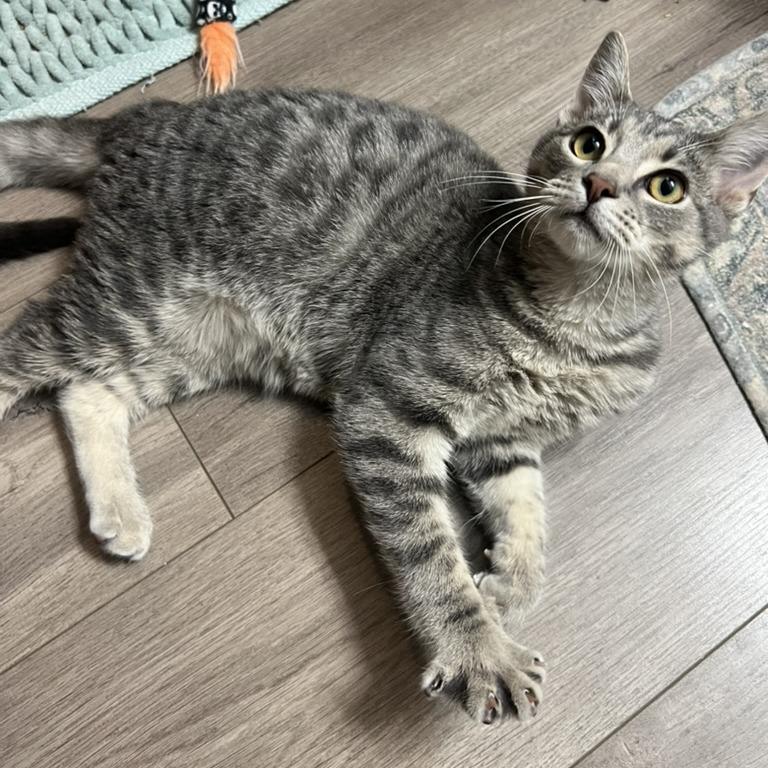 Chevy, a Adoptable Domestic Short Hair in PITTSBURGH, PA image 6/6