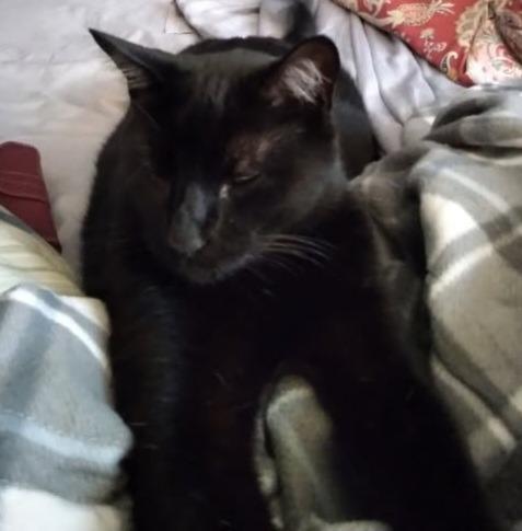 Sweet Pea, Adoptable, Young Female Domestic Medium Hair.