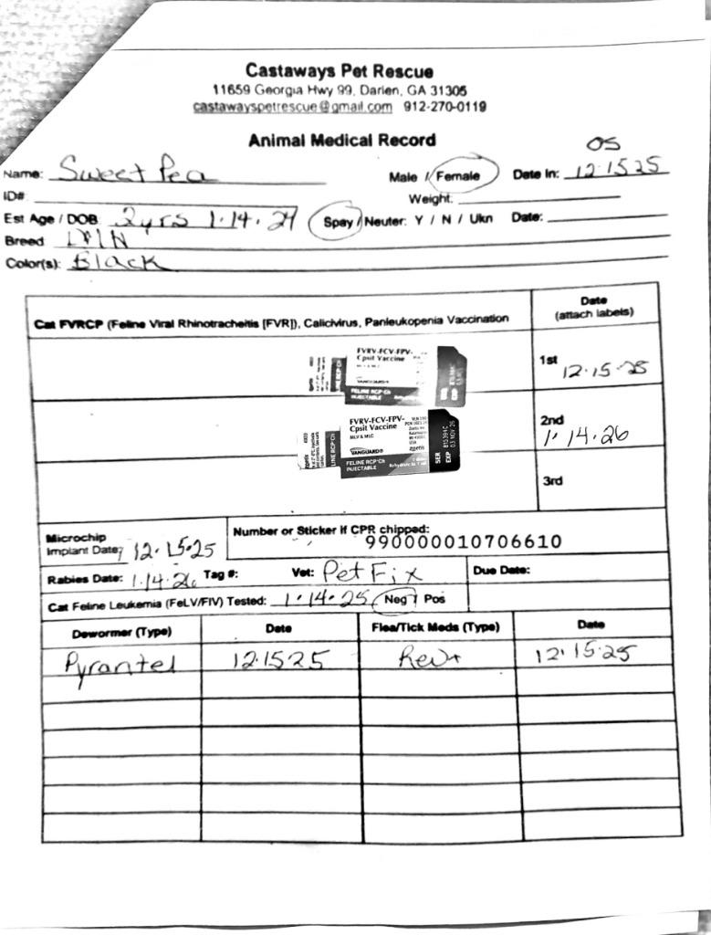 Enlarge Sweet Pea, a Adoptable mixed breed in Darien, GA image 2/2