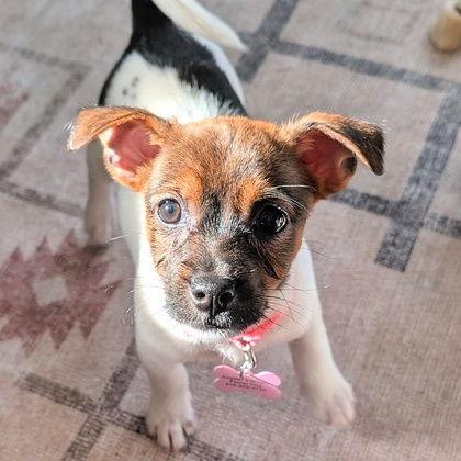 Enlarge Dottie, a Adopted mixed breed in Sunnyvale, CA image 1/1