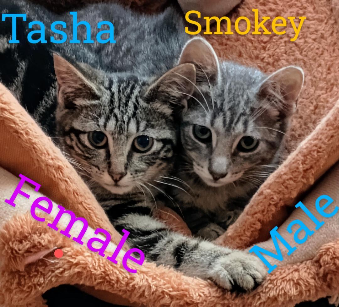 Tasha & Smokey, Baby Male unknown