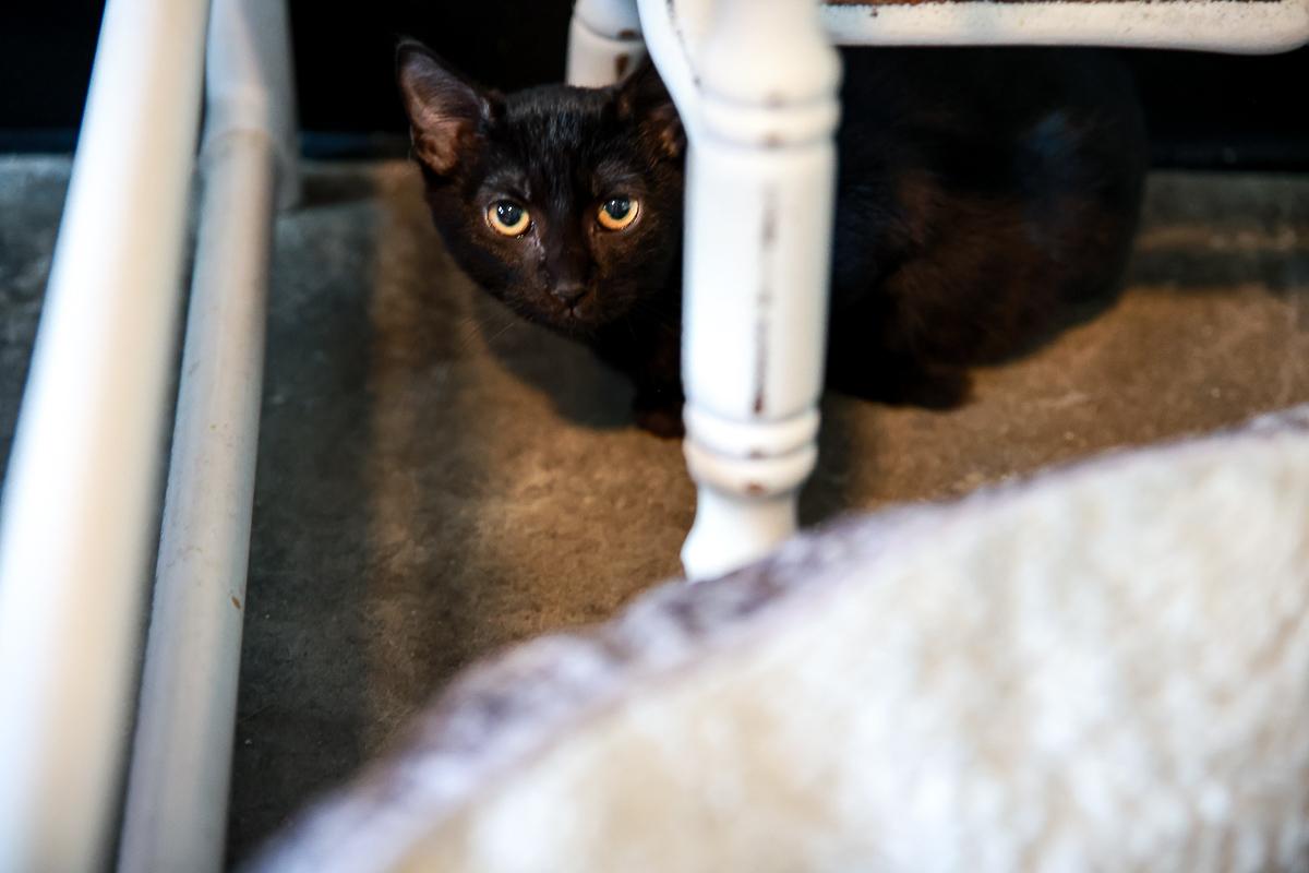 Enlarge Lil Debbie, a Adoptable Domestic Short Hair in Loogootee, IN image 3/4