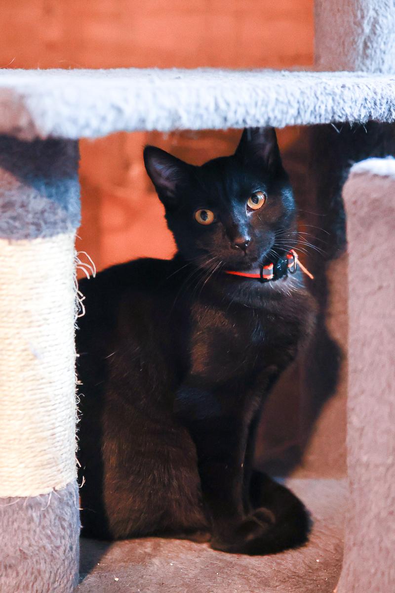 Lil Debbie, Adoptable, Young Female Domestic Short Hair.